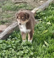 Atlas, a male Australian Shepherd for sale in Riverside, CA – Photo 2 of 2