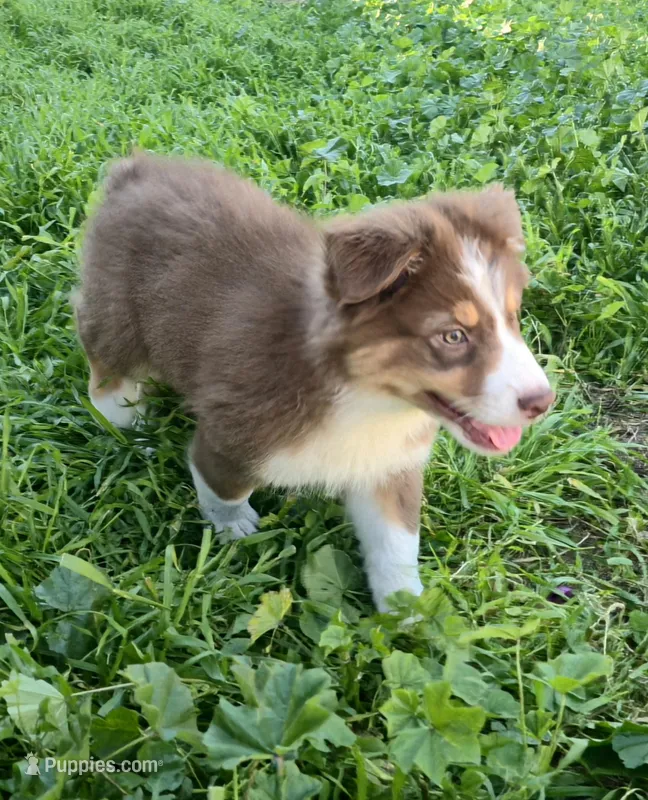 Miso – Australian Shepherd puppy for sale in Riverside, CA