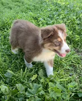 Miso, a male Australian Shepherd for sale in Riverside, CA – Photo 1 of 7