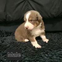 Miso, a male Australian Shepherd for sale in Riverside, CA – Photo 3 of 7