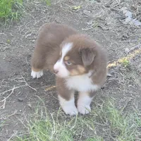 Miso, a male Australian Shepherd for sale in Riverside, CA – Photo 2 of 7