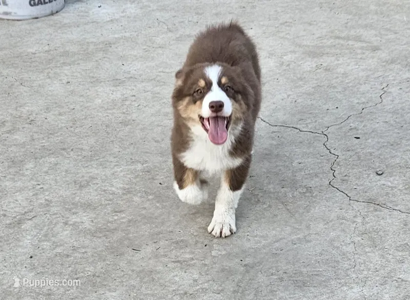 Miso – Australian Shepherd puppy for sale in Riverside, CA