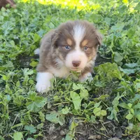 Miso, a male Australian Shepherd for sale in Riverside, CA – Photo 4 of 7