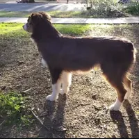 Miso, a male Australian Shepherd for sale in Riverside, CA – Photo 7 of 7