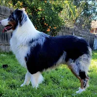 Miso, a male Australian Shepherd for sale in Riverside, CA – Photo 6 of 7