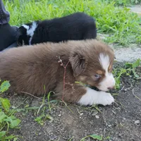 Miso, a male Australian Shepherd for sale in Riverside, CA – Photo 5 of 7