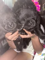 Teddy, a male Chow Chow for sale in Philadelphia, PA – Photo 2 of 4