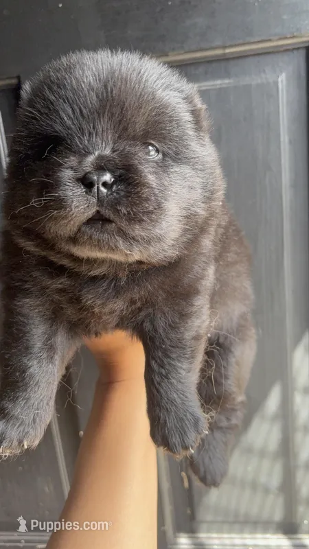 Teddy – Chow Chow puppy for sale in Philadelphia, PA