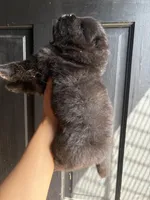 Teddy, a male Chow Chow for sale in Philadelphia, PA – Photo 4 of 4