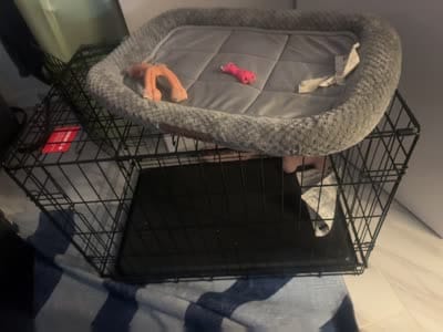 Rosie, a female Shih Tzu for sale in Philadelphia, PA – 5 of 5
