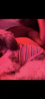 Rosie, a female Shih Tzu for sale in Philadelphia, PA – 4 of 5