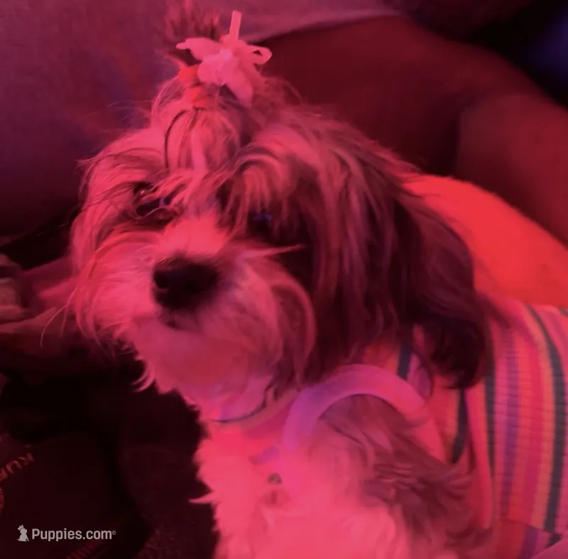 Rosie – Shih Tzu puppy for sale in Philadelphia, PA