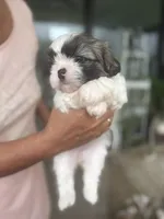 Shitzu, a female Shih Tzu for sale in Cape Coral, FL – 1 of 5