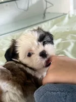Shitzu, a female Shih Tzu for sale in Cape Coral, FL – 3 of 5