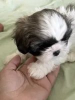 Shitzu, a female Shih Tzu for sale in Cape Coral, FL – 5 of 5
