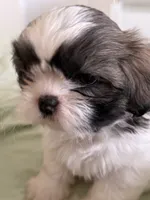 Shitzu, a female Shih Tzu for sale in Cape Coral, FL – 2 of 5