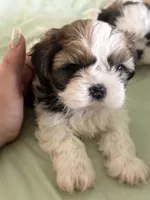 Shitzu, a female Shih Tzu for sale in Cape Coral, FL – 4 of 5
