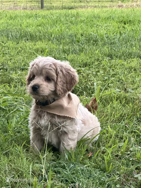 Blueberry – Cocker Spaniel, Poodle - Miniature  puppy for sale in Flintville, TN