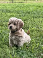 Blueberry, a male Cocker Spaniel and Poodle - Miniature  for sale in Flintville, TN – 1 of 5