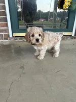 Blueberry, a male Cocker Spaniel and Poodle - Miniature  for sale in Flintville, TN – 3 of 5