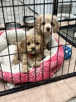 Blueberry, a male Cocker Spaniel and Poodle - Miniature  for sale in Flintville, TN – 5 of 5