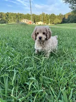 Blueberry, a male Cocker Spaniel and Poodle - Miniature  for sale in Flintville, TN – 4 of 5