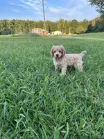 Blueberry, a male Cocker Spaniel and Poodle - Miniature  for sale in Flintville, TN – 2 of 5