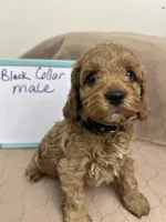 processed/0cac5a83-1cd9-4996-b905-1d5ce8c60a39/listing/dc2b1d32-892e-44d2-8024-7b224ec550b6/06e5f013-be80-4d30-9cd7-9d3327bdf0c4