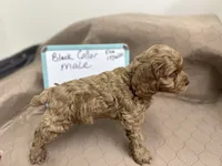 processed/0cac5a83-1cd9-4996-b905-1d5ce8c60a39/listing/dc2b1d32-892e-44d2-8024-7b224ec550b6/343e2626-4188-4311-a17d-edbbd4a9b885