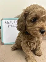 processed/0cac5a83-1cd9-4996-b905-1d5ce8c60a39/listing/dc2b1d32-892e-44d2-8024-7b224ec550b6/b3d8c398-ed1c-48fb-a478-aa06ec200f98