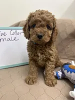 processed/0cac5a83-1cd9-4996-b905-1d5ce8c60a39/listing/e8c6a6f0-79ea-47cb-b95d-1c2cee7a79d3/37b940cb-3115-434a-8d24-0f4ae24be814