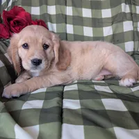 Ginger, a female Golden Retriever and Cavalier King Charles Spaniel for sale in Spencerville, IN – Photo 7 of 8