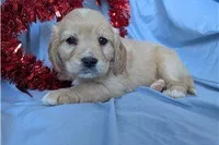 Ginger, a female Golden Retriever and Cavalier King Charles Spaniel for sale in Spencerville, IN – Photo 5 of 9