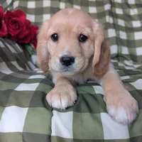 Ginger, a female Golden Retriever and Cavalier King Charles Spaniel for sale in Spencerville, IN – Photo 1 of 8