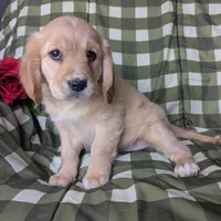 Ginger, a female Golden Retriever and Cavalier King Charles Spaniel for sale in Spencerville, IN – Photo 8 of 8