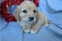 Ginger, a female Golden Retriever and Cavalier King Charles Spaniel for sale in Spencerville, IN – Photo 8 of 9