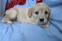 Ginger, a female Golden Retriever and Cavalier King Charles Spaniel for sale in Spencerville, IN – Photo 9 of 9