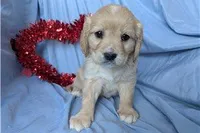 Ginger, a female Golden Retriever and Cavalier King Charles Spaniel for sale in Spencerville, IN – Photo 2 of 9