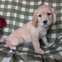 Ginger, a female Golden Retriever and Cavalier King Charles Spaniel for sale in Spencerville, IN – Photo 4 of 8