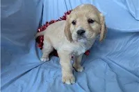 Ginger, a female Golden Retriever and Cavalier King Charles Spaniel for sale in Spencerville, IN – Photo 4 of 9