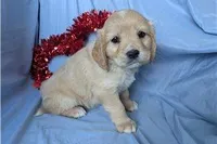 Ginger, a female Golden Retriever and Cavalier King Charles Spaniel for sale in Spencerville, IN – Photo 7 of 9