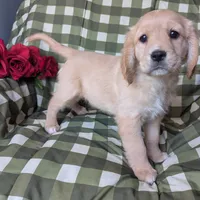 Ginger, a female Golden Retriever and Cavalier King Charles Spaniel for sale in Spencerville, IN – Photo 2 of 8