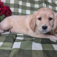 Ginger, a female Golden Retriever and Cavalier King Charles Spaniel for sale in Spencerville, IN – Photo 3 of 8