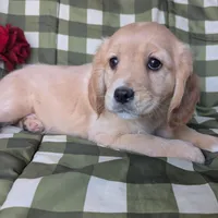 Ginger, a female Golden Retriever and Cavalier King Charles Spaniel for sale in Spencerville, IN – Photo 5 of 8
