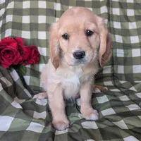Ginger, a female Golden Retriever and Cavalier King Charles Spaniel for sale in Spencerville, IN – Photo 6 of 8