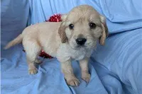 Sunny, a male Golden Retriever and Cavalier King Charles Spaniel for sale in Spencerville, IN – Photo 6 of 9