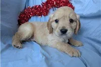 Sunny, a male Golden Retriever and Cavalier King Charles Spaniel for sale in Spencerville, IN – Photo 8 of 9