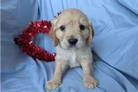Sunny, a male Golden Retriever and Cavalier King Charles Spaniel for sale in Spencerville, IN – Photo 4 of 9