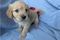 Sunny, a male Golden Retriever and Cavalier King Charles Spaniel for sale in Spencerville, IN – Photo 3 of 9