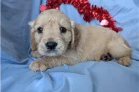 Sunny, a male Golden Retriever and Cavalier King Charles Spaniel for sale in Spencerville, IN – Photo 1 of 9